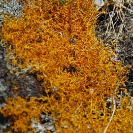 lichen