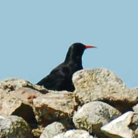chough