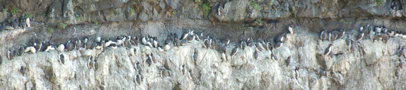 guillemots