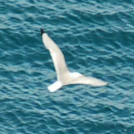 kittiwake