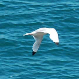 kittiwake