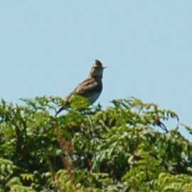 skylark