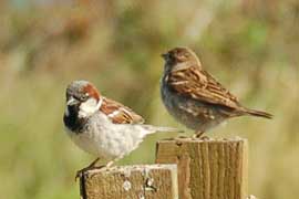 sparrow