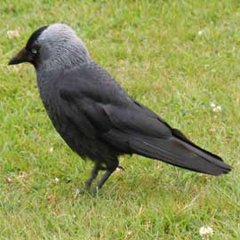 jackdaw