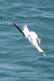 gannet