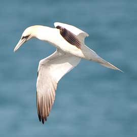 gannet