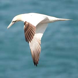 gannet