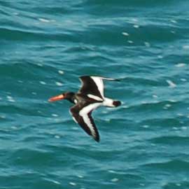 oyster catcher