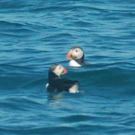 puffin