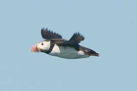 puffin