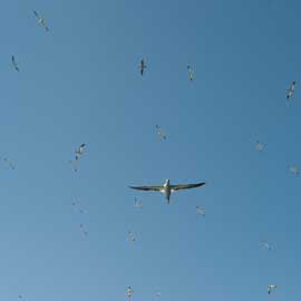 gannets