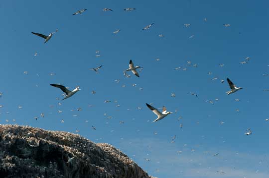gannets