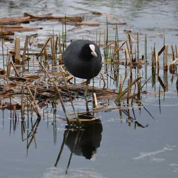coot