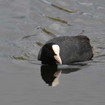 coot