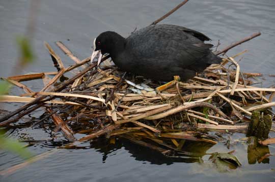 coot