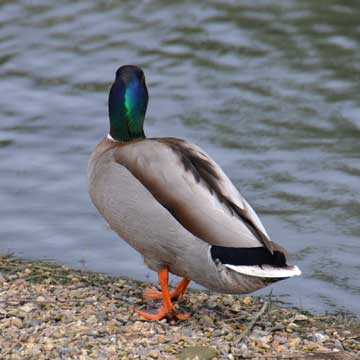 duck