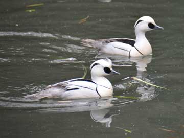 smew