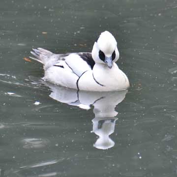 smew