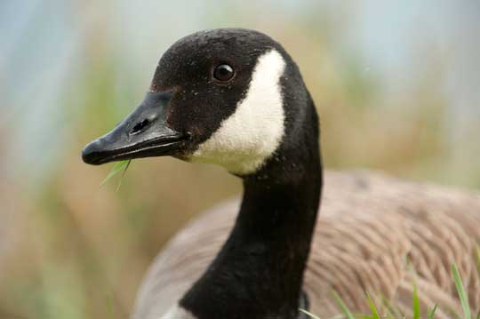 goose