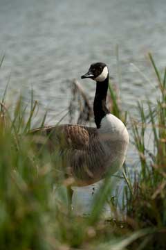 goose
