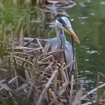 heron