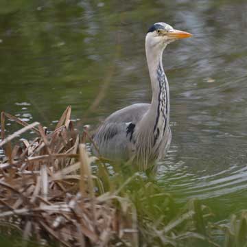 heron