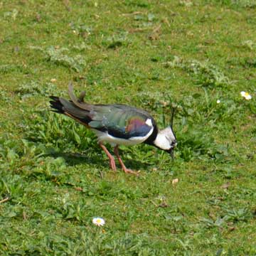 lapwing