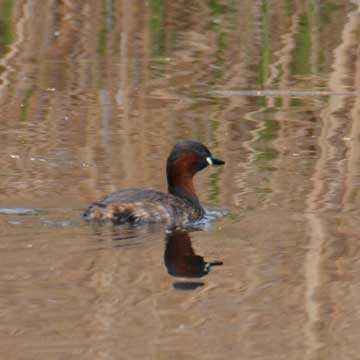 little grebe