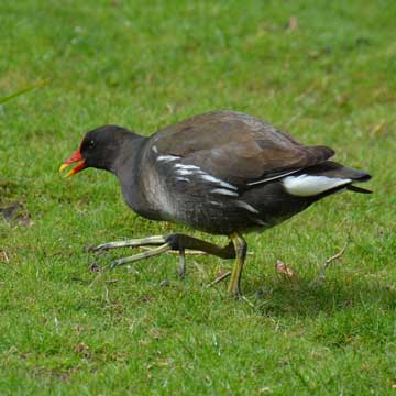 moorhen