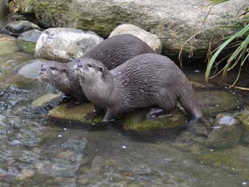 otter