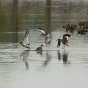 redshanks