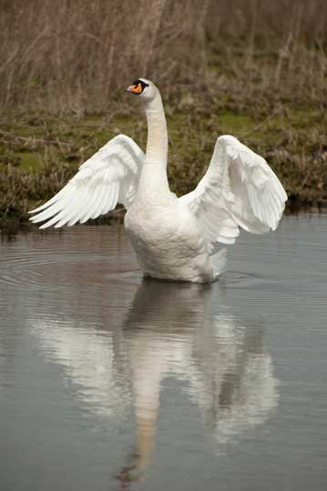 swan