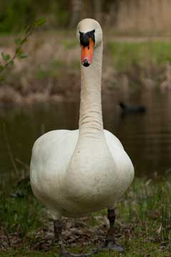 swan