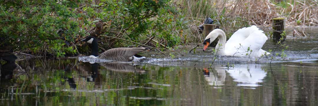 swan and goose
