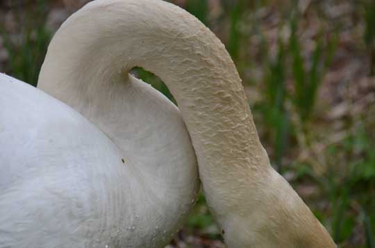 swan