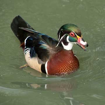 woodduck
