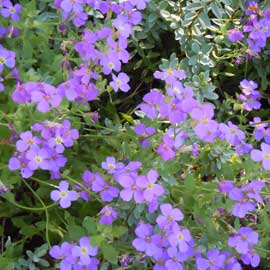 aubretia