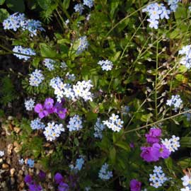 aubretia & forget me nots