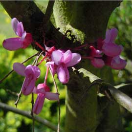 judas tree