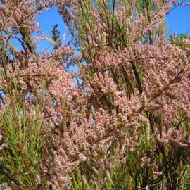 tamarisk