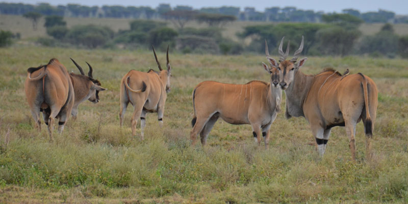 eland