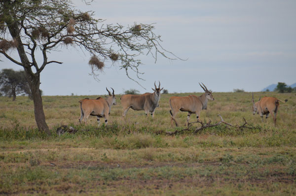 eland