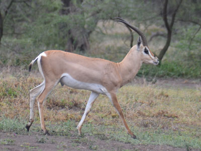 grantsgazelle
