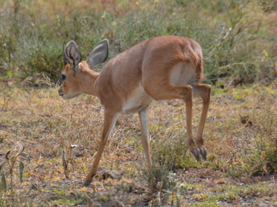 steinbok