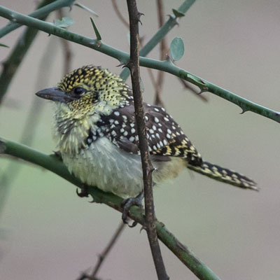 barbet