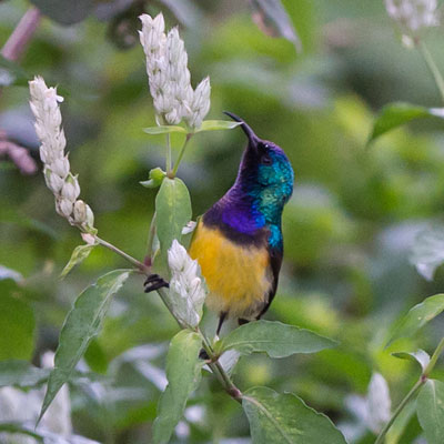 sunbird