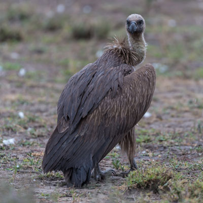 vulture