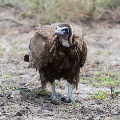 vulture