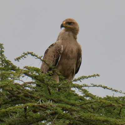 tawny eagle