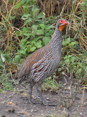 spurfowl